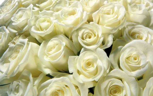 White Rose Backgrounds