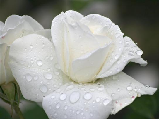 New White Rose Flowers Wallpapers - Entertainment Only
