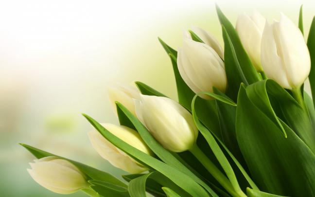 White Tulips HD Wallpapers