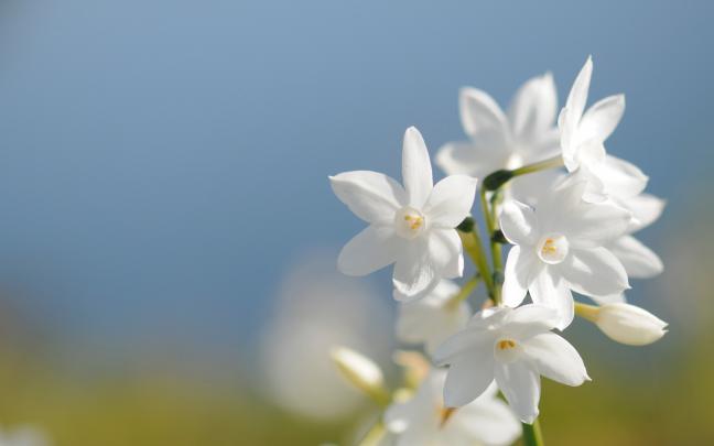 White Flower HD Wallpapers