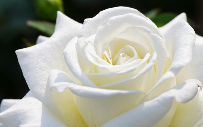 White Rose HD Wallpapers \u2013 hd wallpapers n | HD Images and Pictures Picamon
