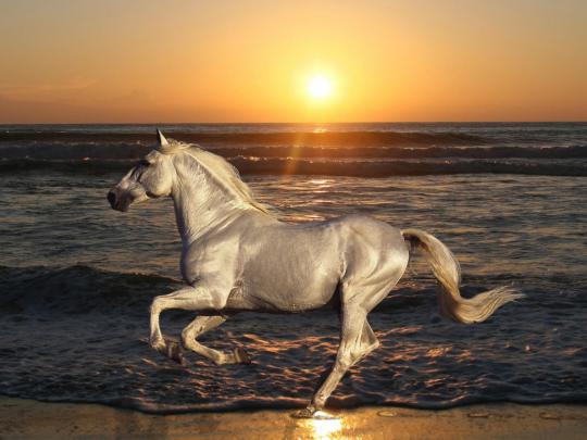 White Horse Galloping Beach Sea Waves Sunset Desktop Wallpaper Hd 
