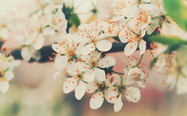 White Flower HD Wallpapers