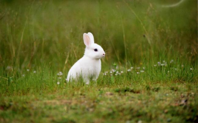 Rabbit HD Wallpapers