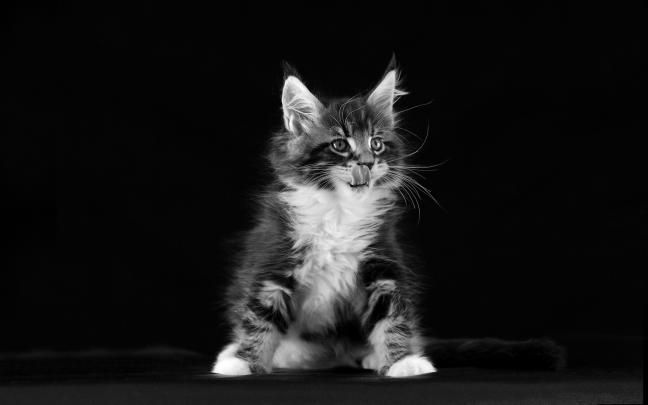 Kitten Black And White Desktop Wallpapers Hd