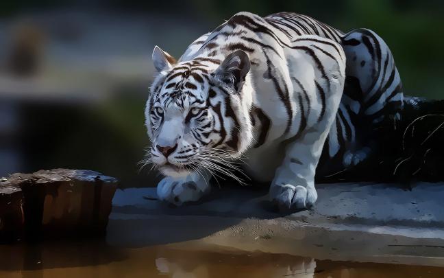 White Tiger Wallpapers HD