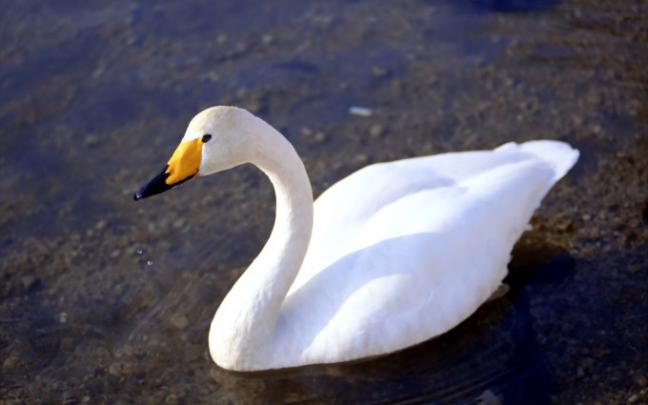 white goose | HD Desktop Wallpapers
