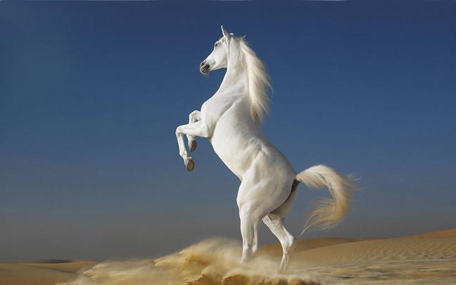 White-Horse-standing two feet-desktop wallpaper full screen 