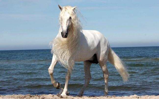 White Horse With Beautiful Mane Wallpaper Widescreen Hd