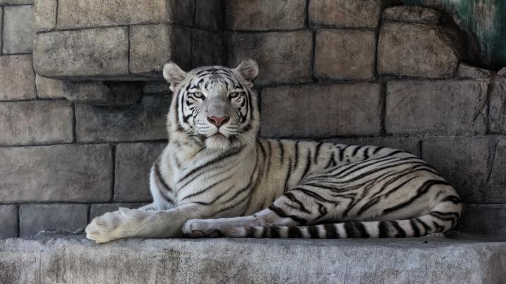 White Tiger HD Wallpapers