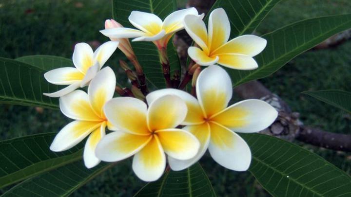 Flower Plumeria White Hd Wallpaper 8675