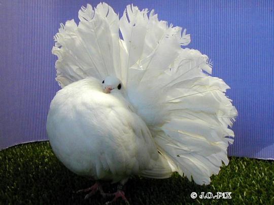 Cool Pigeon White Pigeon \u2013 Animals Birds HD Desktop Wallpaper