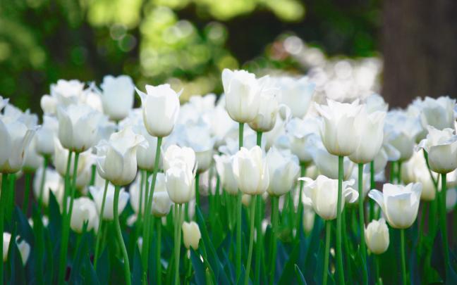 White Tulips HD Wallpapers