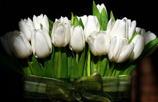White Tulips HD Wallpapers