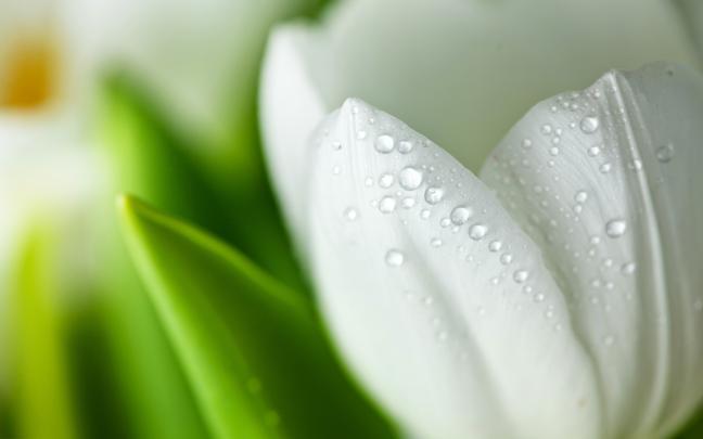 White Tulips HD Wallpapers