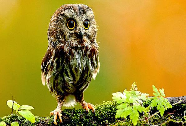 [48+] Owl Desktop Wallpaper Windows 8 