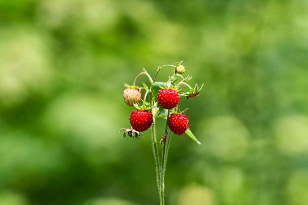 Nature HD 1 DESKTOP WALLPAPERS 1920\u00d71080 For Windows7,8,8.1 ~ Softwares 
