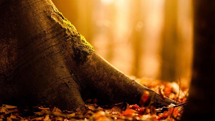 19+ Autumn Desktop Wallpaper Windows 10 - Venera Wallpaper