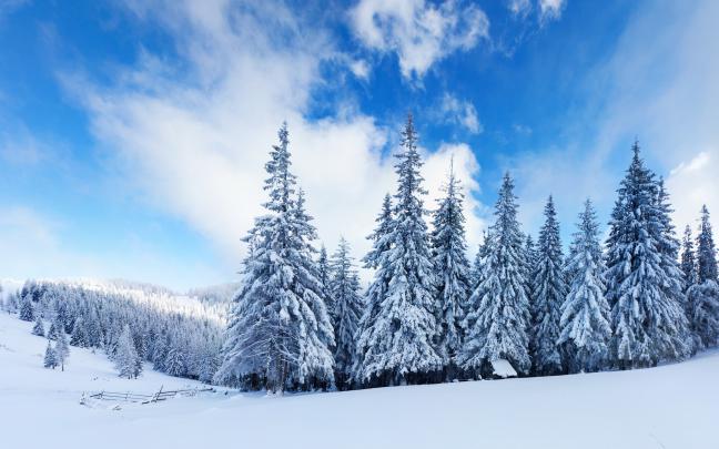 Winter HD Wallpaper | Background Image | 2560x1600
