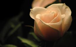 White Roses Desktop Wallpaper