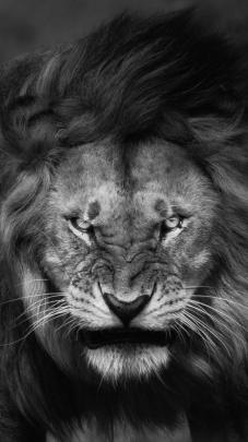 Graphic Design 1080p Angry Lion Images Hd