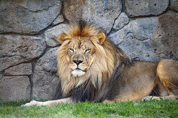 Cool Lion Desktop Wallpapers - Top Free Cool Lion Desktop Backgrounds 