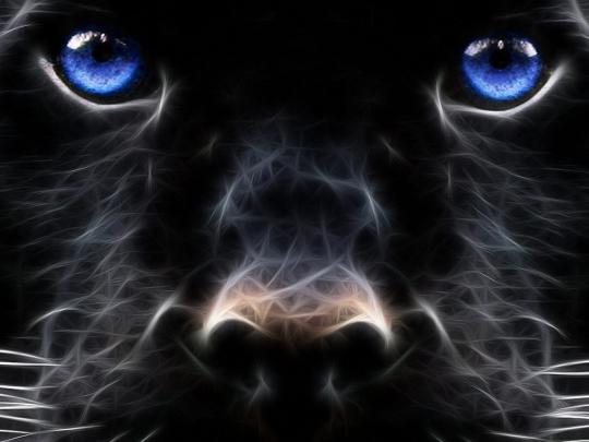 3d Lion Wallpaper