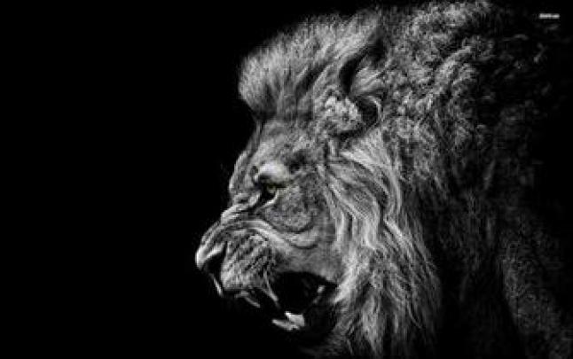 Free download 3D Lion HQ Desktop Wallpaper 22747 Baltana [1366x768] for 