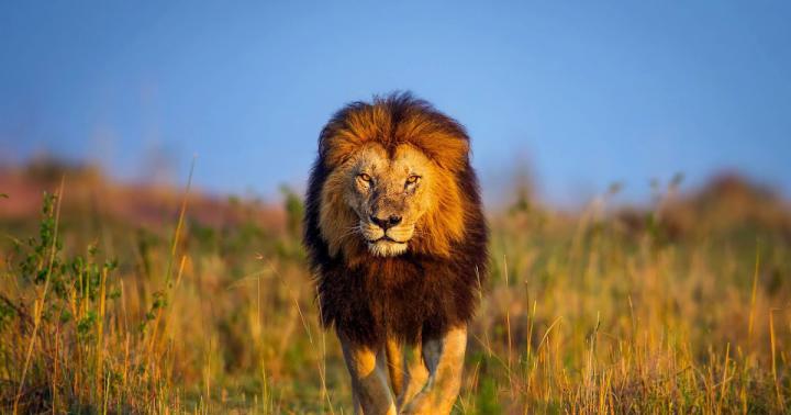 Cool Ultra Hd 3d Lion Wallpaper Download Photos