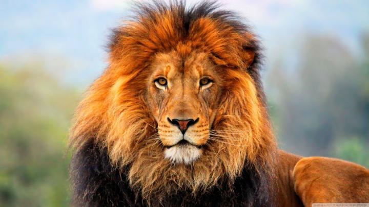 Lion Face Desktop Wallpapers - Top Free Lion Face Desktop Backgrounds 