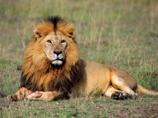 Lion Wallpaper Downloadpetite-soumiselylye