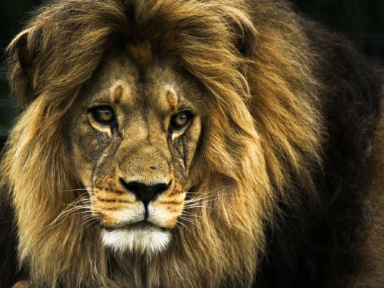 Lion Face Desktop Wallpapers - Top Free Lion Face Desktop Backgrounds 