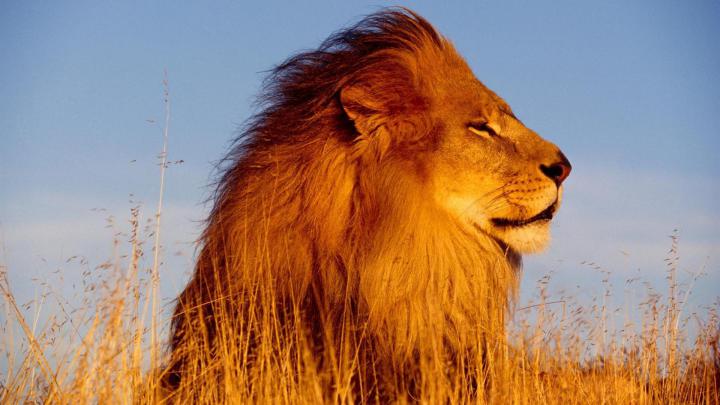 African lion safari pictures