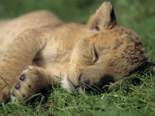 3D Wallpaper Desktop Backgrounds Lion -