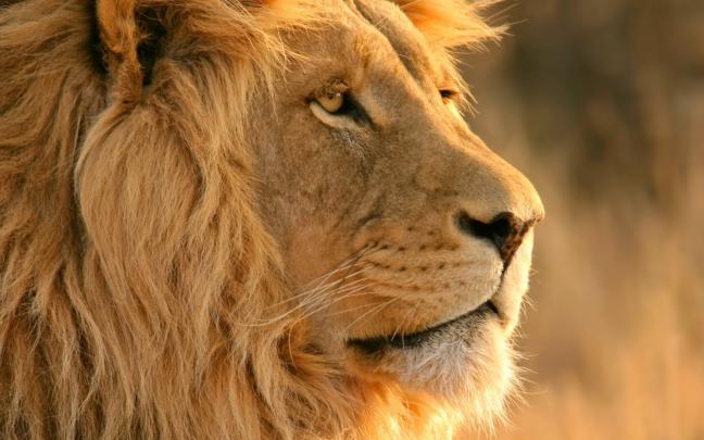 Lion Desktop Backgrounds (75+ images)