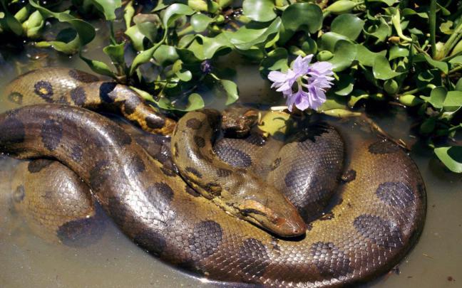 Mating Two Anacondas, Desktop Wallpapers Of Anaconda