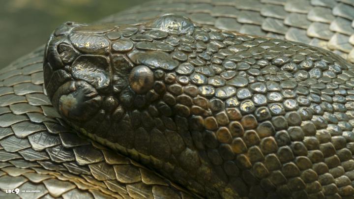 Wallpaper Anaconda (66+ images)