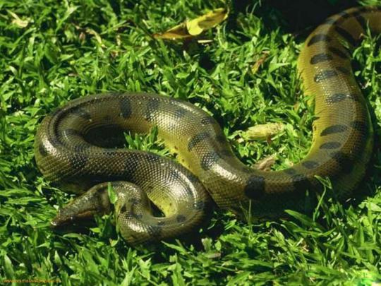Wallpapers Anaconda