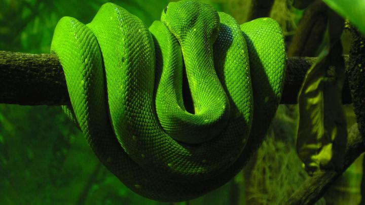 HD Anaconda Wallpaper