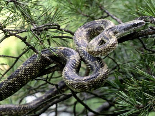 Snake Anaconda Wallpapers Hd Free Download Superb Hd Desktop Image Of 