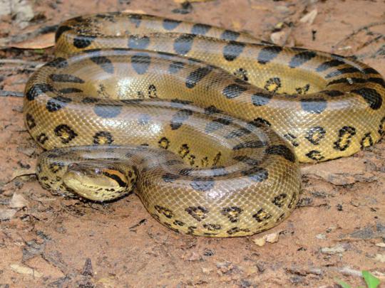 Big Green Anaconda Hd Wallpapers Widescreen 3840x2400