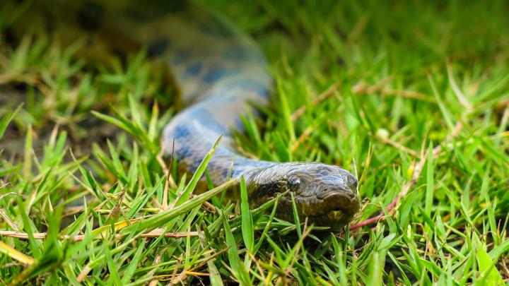 Wallpaper Anaconda (66+ images)