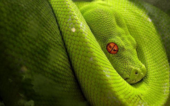 Wallpapers Anaconda