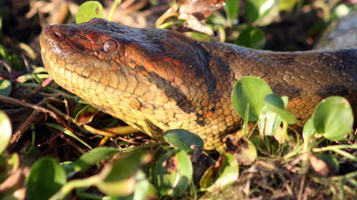 Free Download Wallpaper HD : anaconda snake high resolution best size 