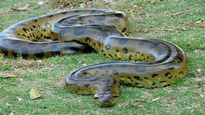 Big Anaconda Snake 4K Wallpaper | HD Wallpapers