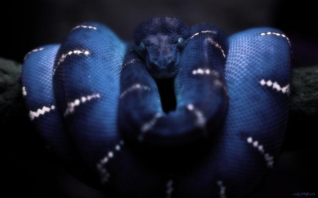 Wallpaper Anaconda (66+ images)