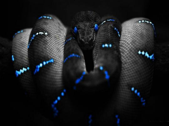 HD Anaconda Wallpaper