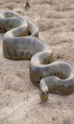 Download Anaconda Wallpaper Free Download Gallery