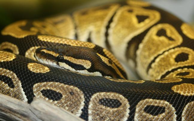 snakes, Python Wallpapers HD \/ Desktop and Mobile Backgrounds