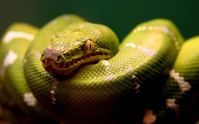 green, Snake Wallpapers HD \/ Desktop and Mobile Backgrounds